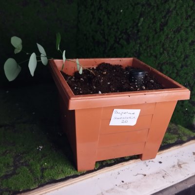 Бирючина японская БиЯ20 🌳≈◎⌑◇