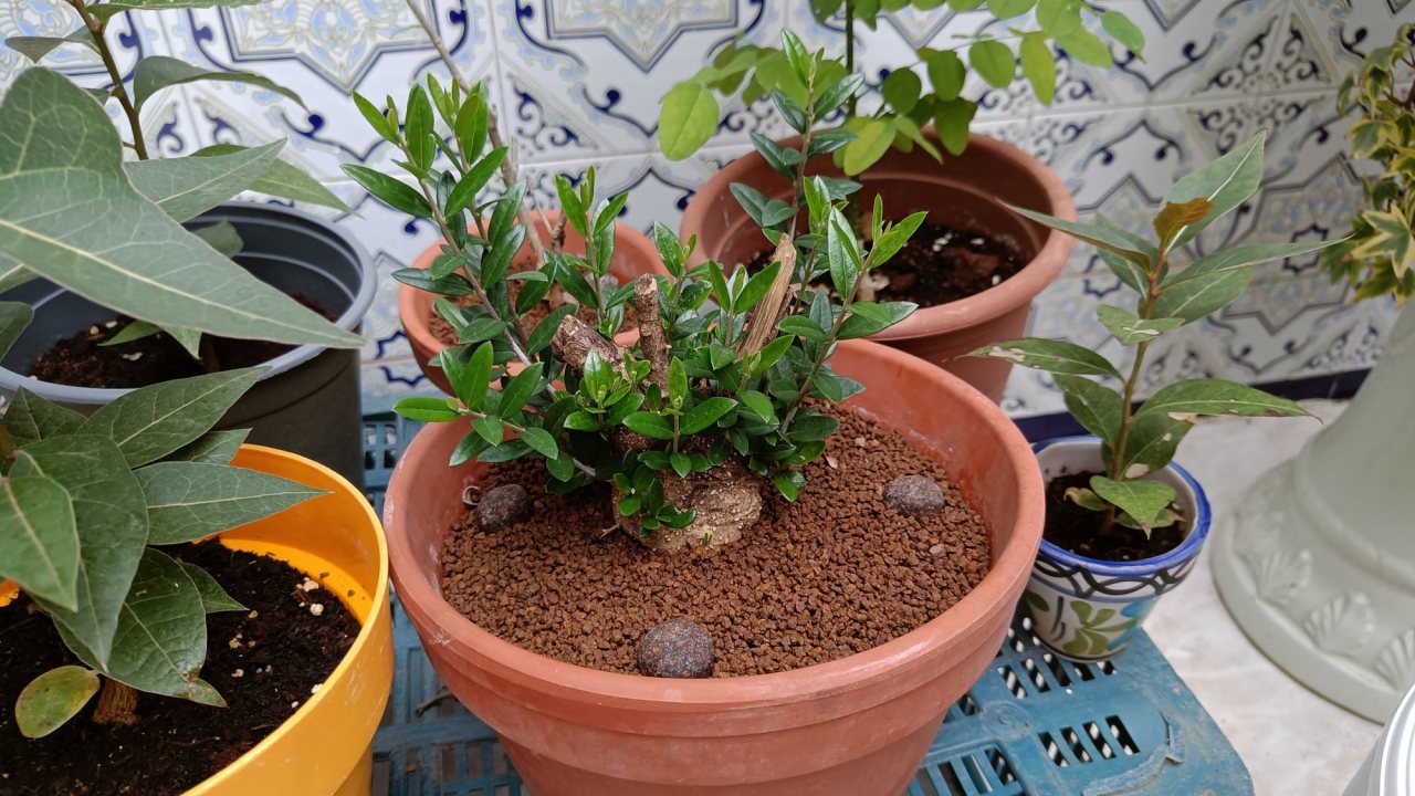 Photo 15