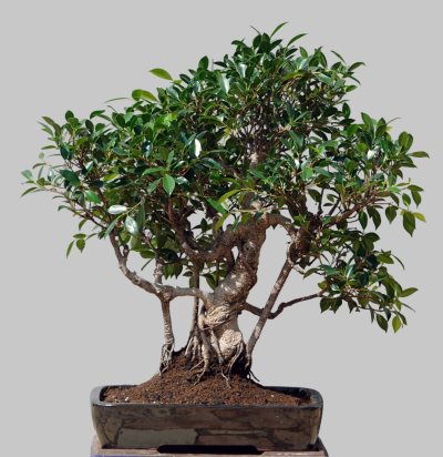 Ficus Grand