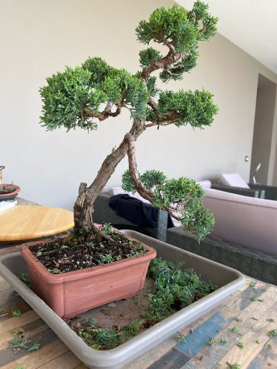 Ginepro corso base Crespi