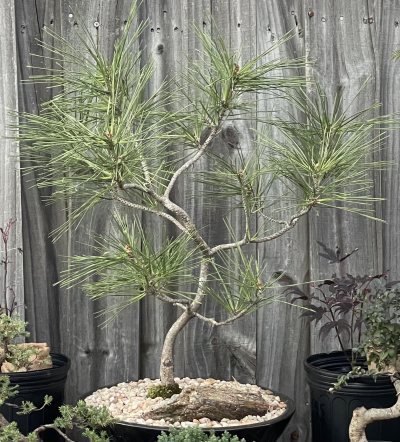 Japanese Black Pine