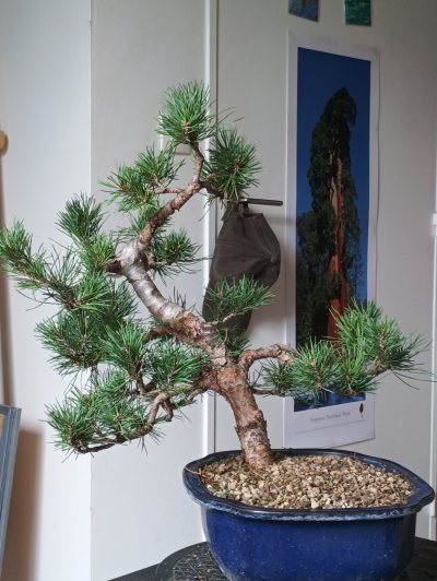 Pin Sylvestre 4