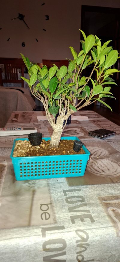 Ficus tigerbark