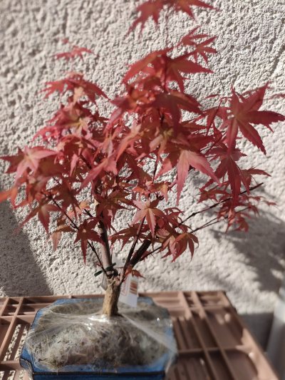 Érable du Japon "deshojo"
