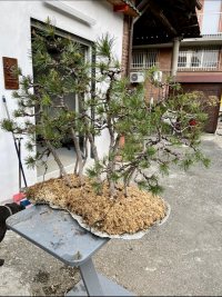 Trasplante - 23/3/23 - Photo 1/2