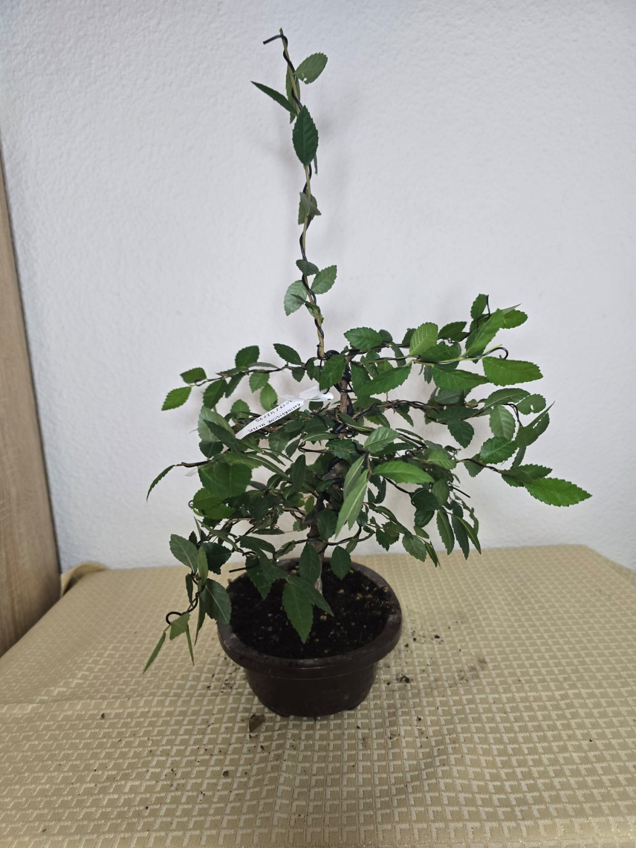 Photo 12