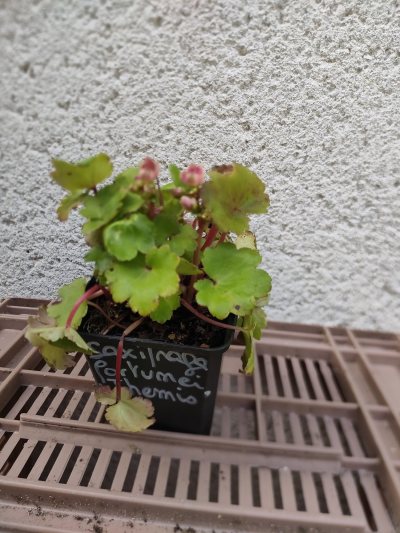 Saxifrage fortunei Themis