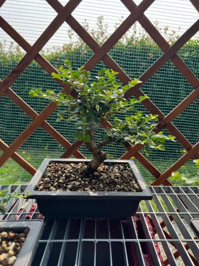 Cotoneaster caducifoglia 2