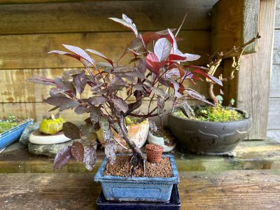 Prunus cerise