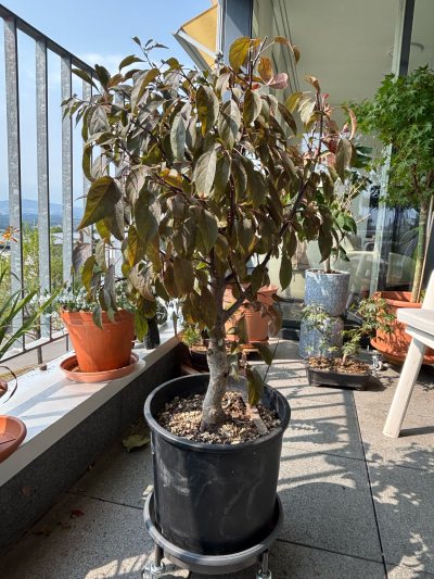 Pré bonsaï Pommier Malus