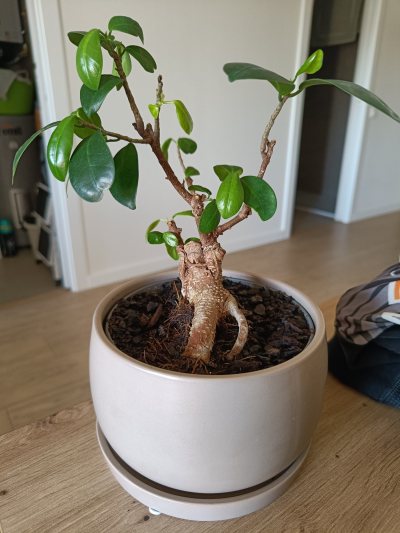 Ginseng