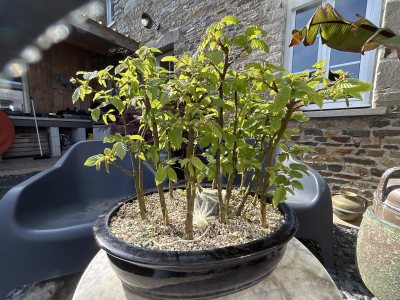 Forêt hêtres