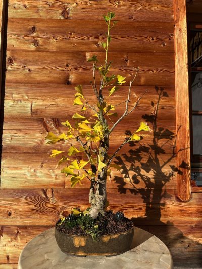 Ginkgo