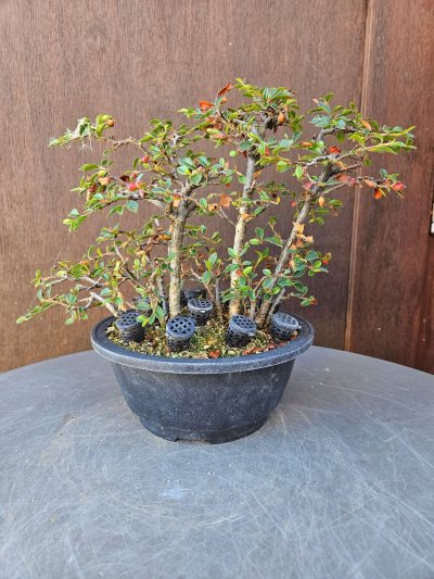 Cotoneaster