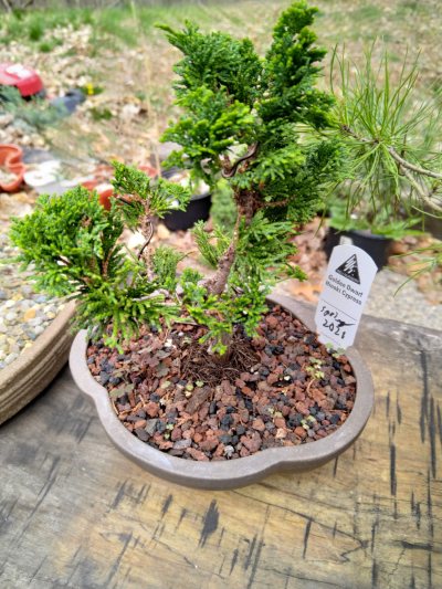 Hinoki, golden shohin