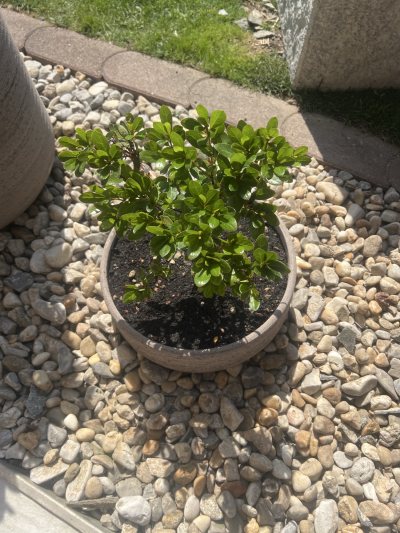 Azalea