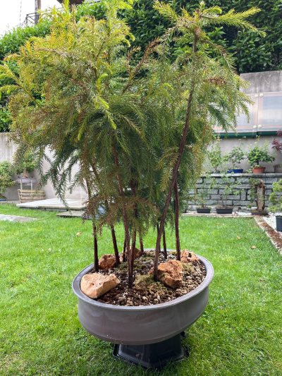 Criptomerya Japonica