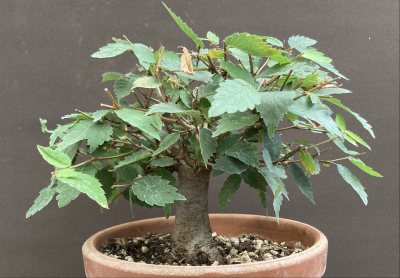 Shohin Zelkowa