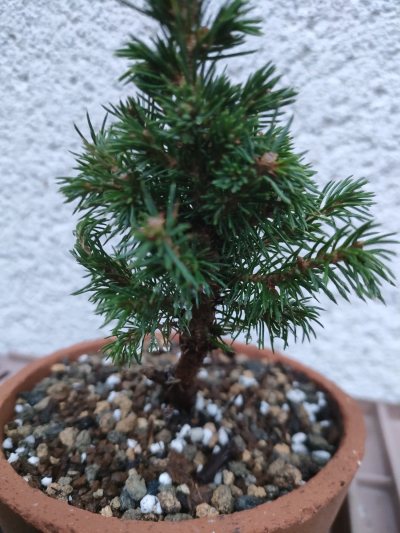 Picea Glauca #Reno