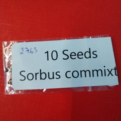 Рябина смешанная РСм01