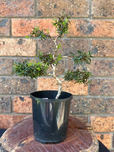 Prickly Paperbark