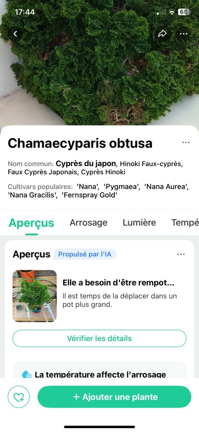 Chamaecyparis