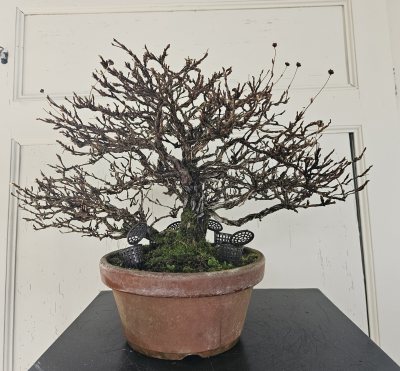 Potentille