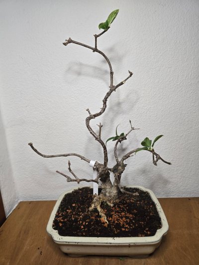 Hortensie Rispen 001