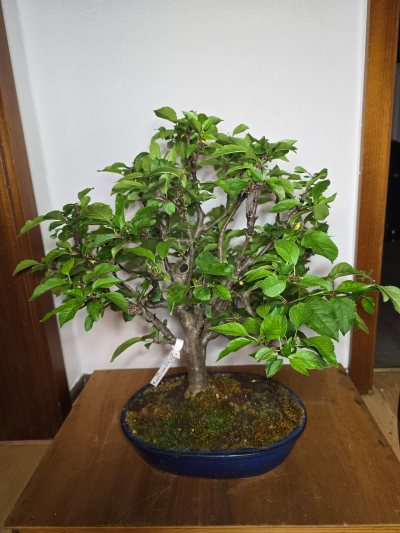 Zierapfel 009