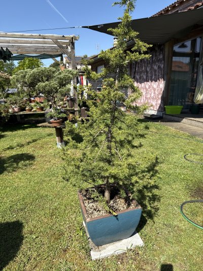 CEDRUS atlantica niwaki