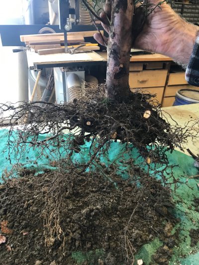 Yamadori 2