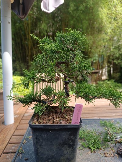 Juniperus Itoigawa