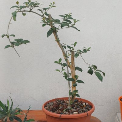 Ligustro