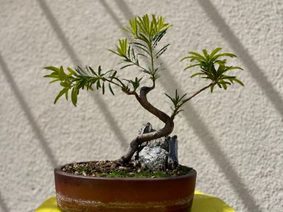 Podocarpus