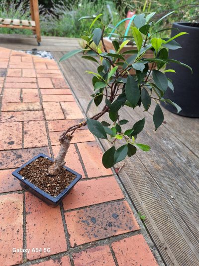 Ficus ikea