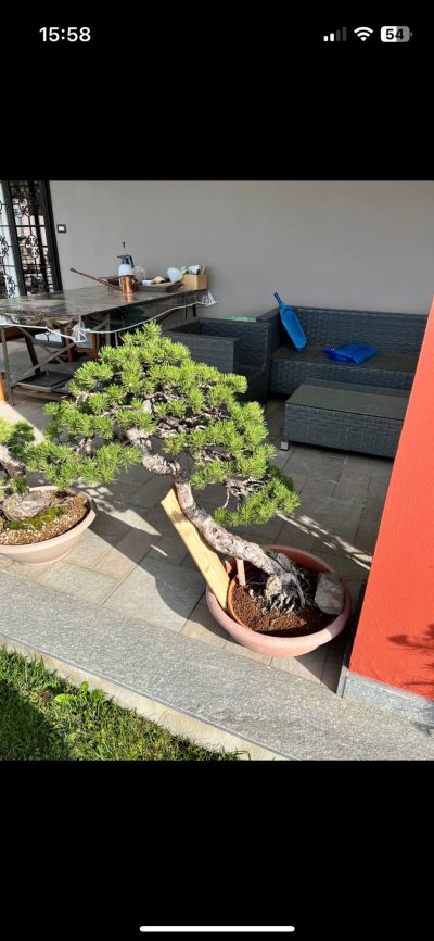 Mugo Pine