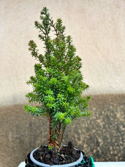 Chamaecyparis Rubicon
