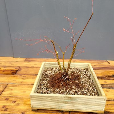 Erable palmatum #5