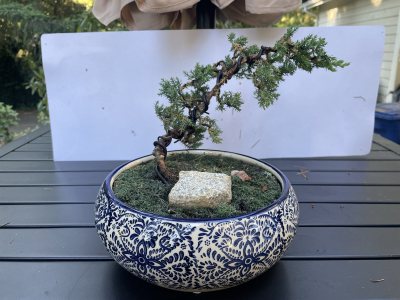 Juniper 1