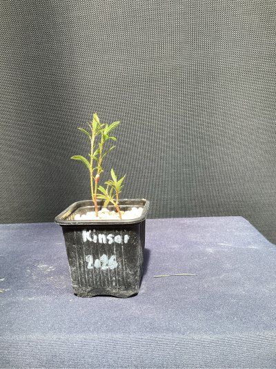 Azalée Kinsai 2026