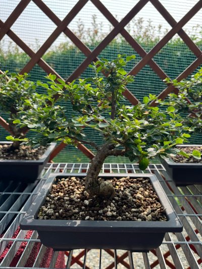 Cotoneaster caducifoglia 3