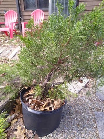 Old Gold, Phoenix Graft