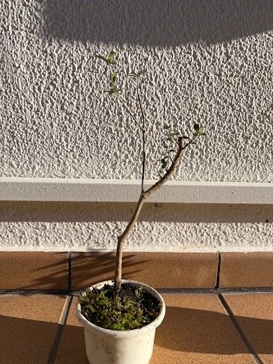 Olivo 2