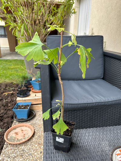 Ginkgo