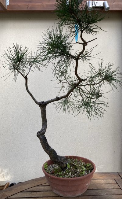Pin sylvestre