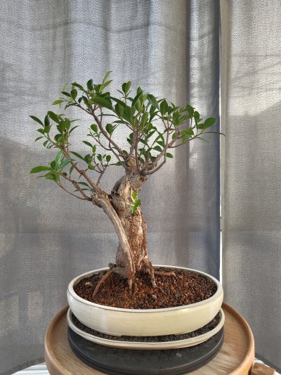 Ficus