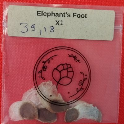Диоскорея слоновая (Dioscorea elephantipes) 🪴 ДСл05