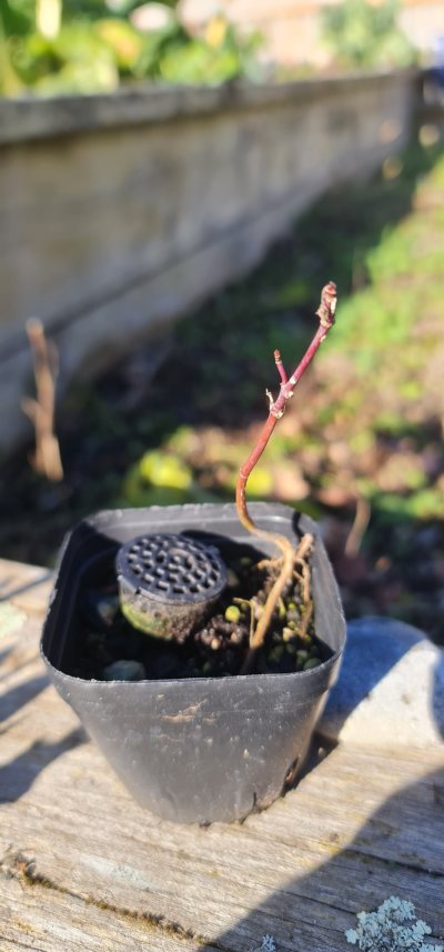 Maple