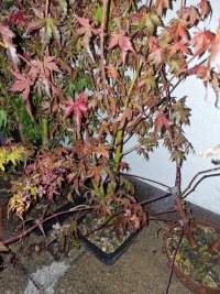 Beobachtung - 09.10.25 - Photo 1/1
