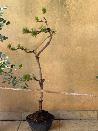 Pinus Densiflora